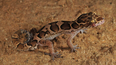 Cyrtodactylus Chengodumalaensis