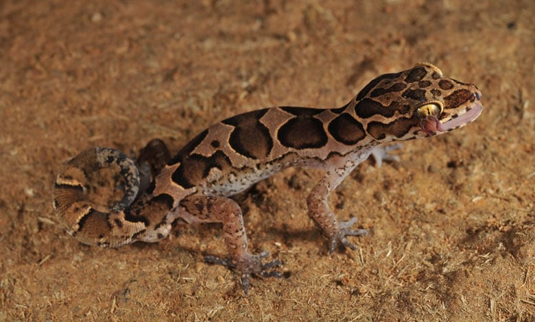 Cyrtodactylus Chengodumalaensis
