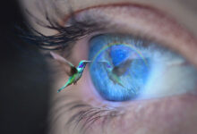 Eyes
