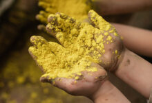 Holi