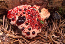 Hydnellum Peckii