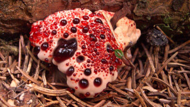 Hydnellum Peckii