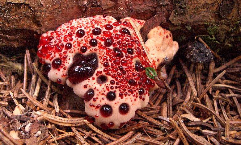 Hydnellum Peckii