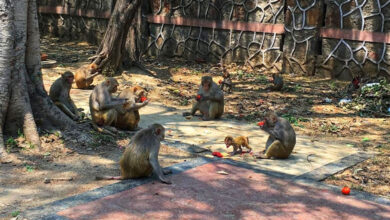 Monkey