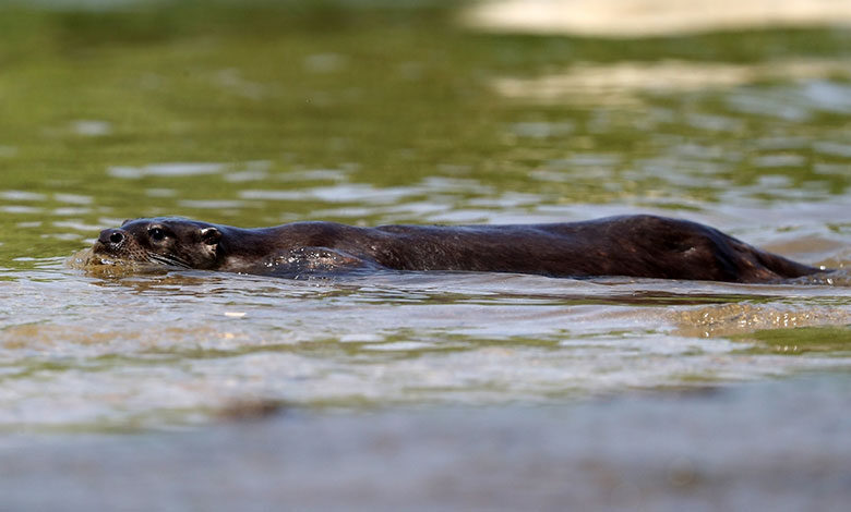 Otter