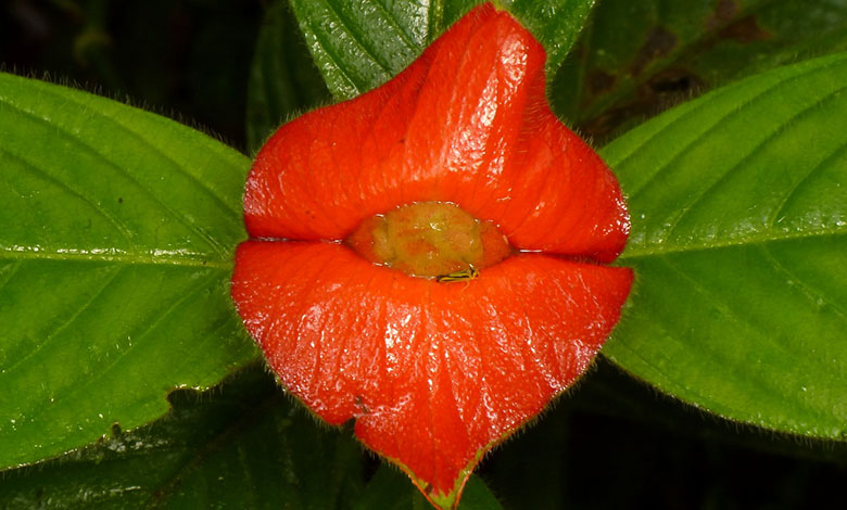 Palicourea Elata