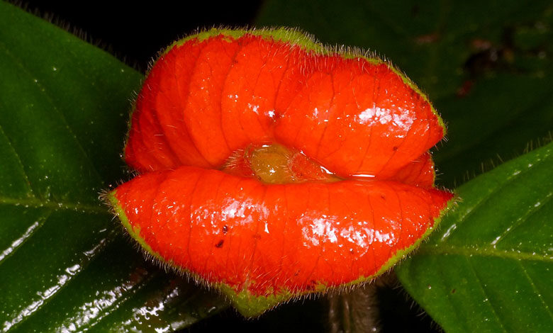 Palicourea Elata