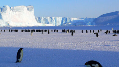 Antarctica