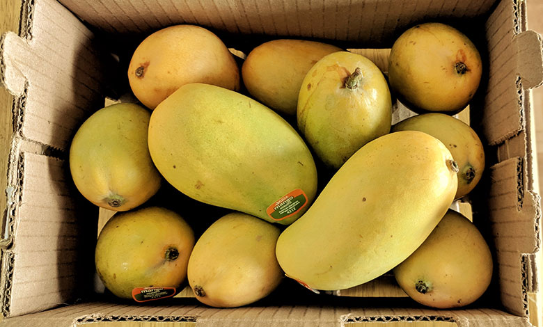 Mango