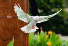 Pigeon