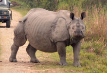 Rhinoceros