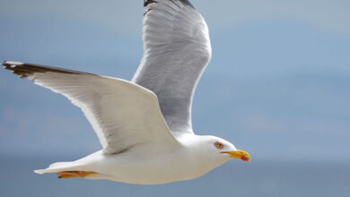 Seagull