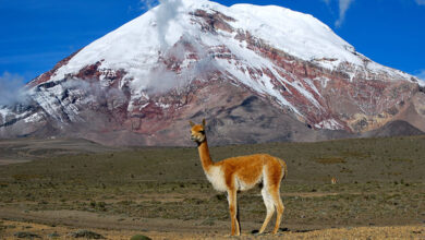 Vicuna