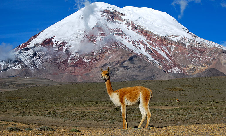 Vicuna