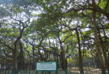 Banyan Tree