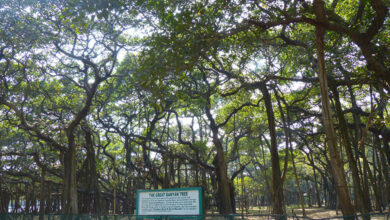 Banyan Tree