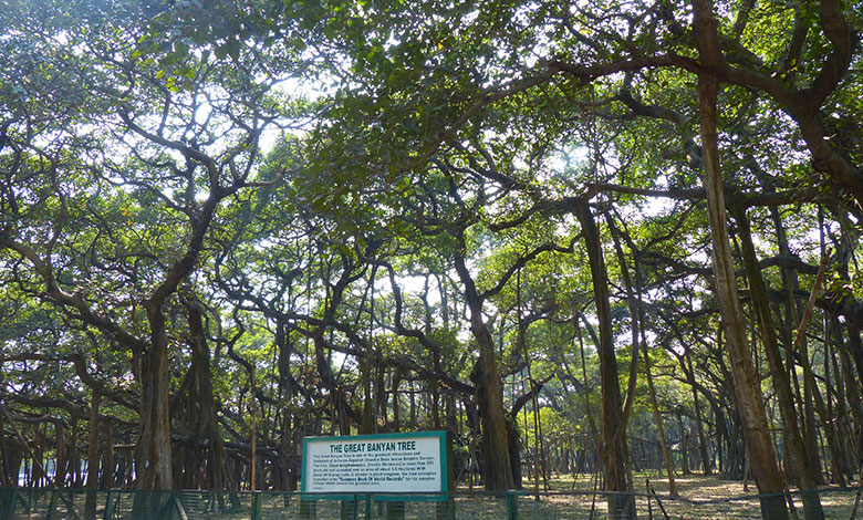 Banyan Tree