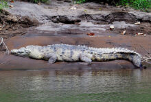Crocodile