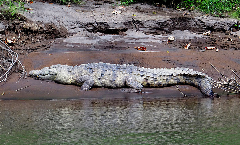 Crocodile