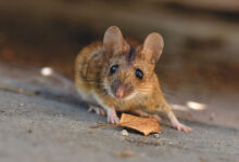 Mouse