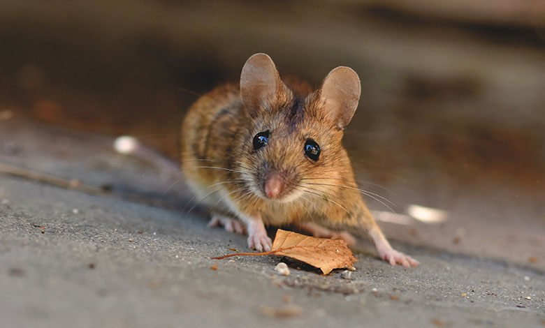 Mouse