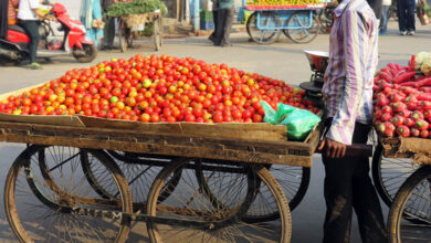 Tomato