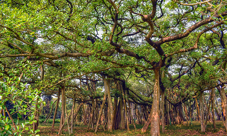 Banyan Tree