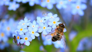 Bee