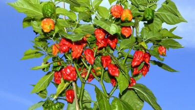 Carolina Reaper