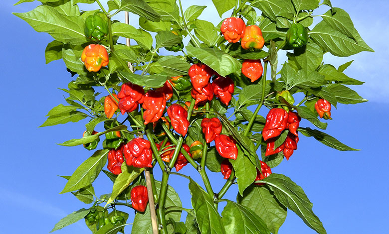 Carolina Reaper