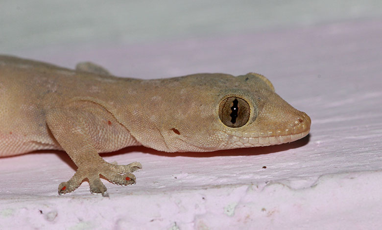 Common House Gecko