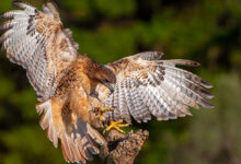 Hawk