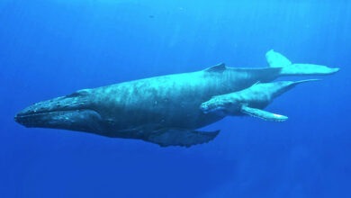 Humpback Whale