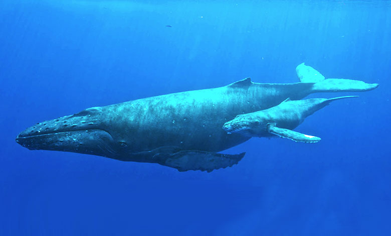 Humpback Whale