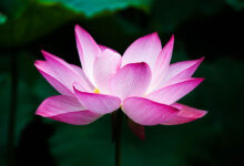 Lotus