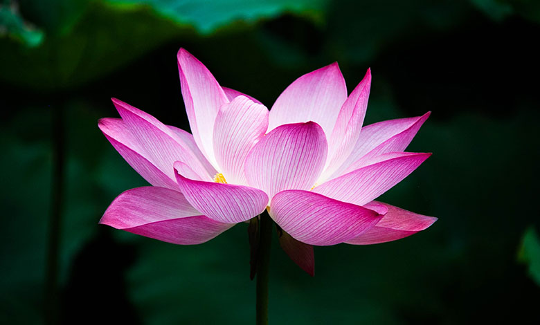 Lotus