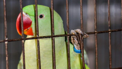 Parrot