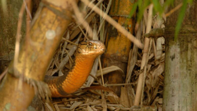 Snake