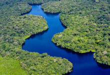 Amazon Rainforest