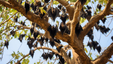 Bat