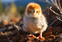 Hen