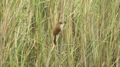 Jerdon's babbler