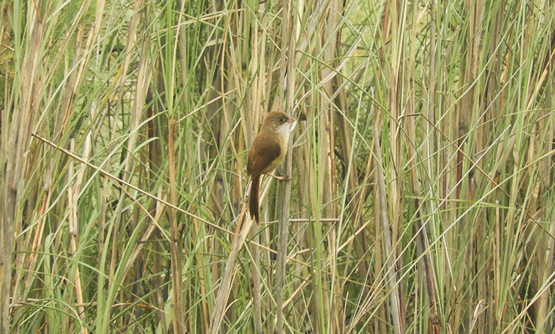 Jerdon's babbler