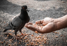 Pigeon