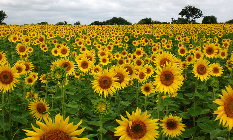 Sunflower