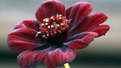 Chocolate Cosmos