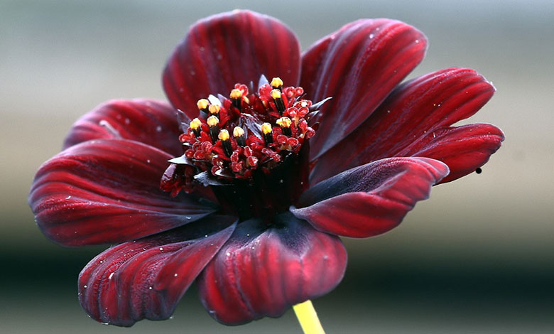 Chocolate Cosmos