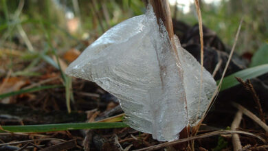 Frost Flower