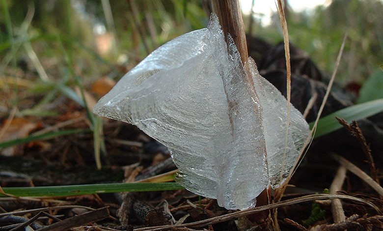 Frost Flower