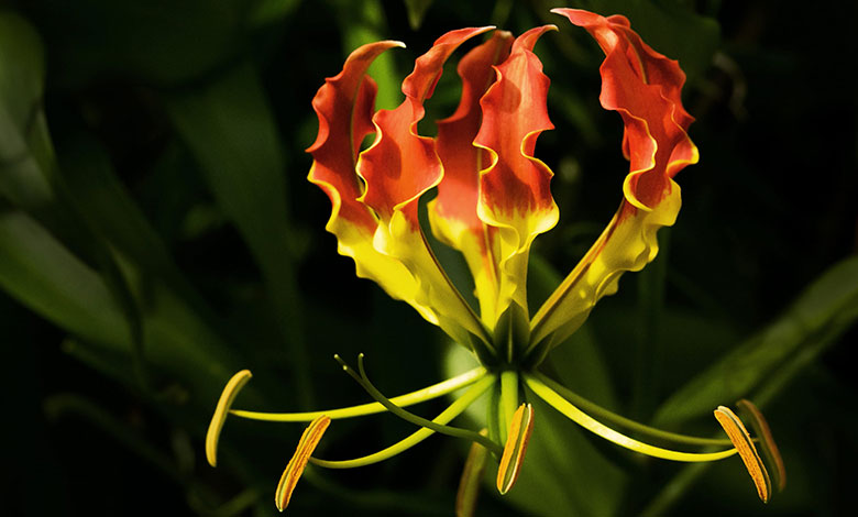 Gloriosa Superba